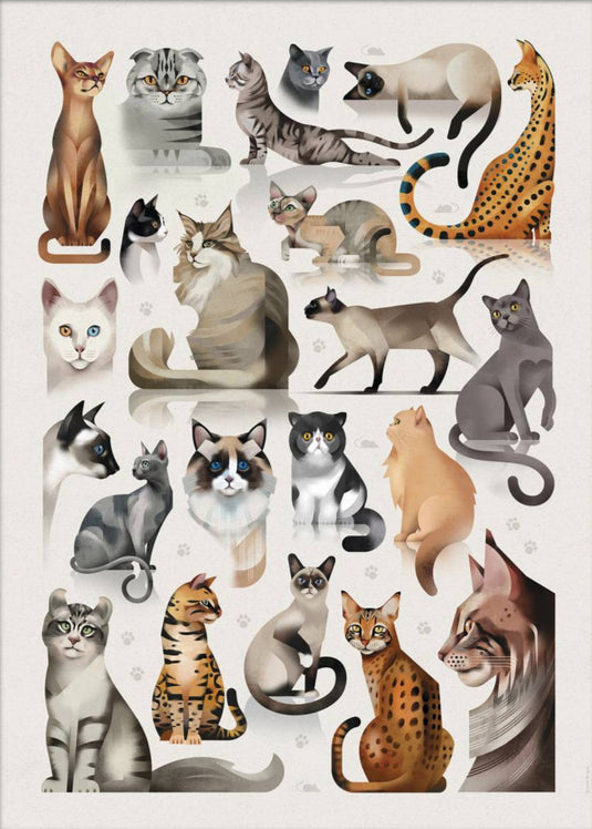 Dieter Braun poster cats 50 x 70 cm framed