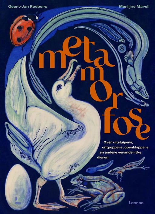 Metamorfose 8 jr+