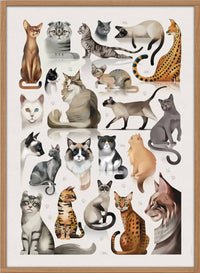Dieter Braun poster cats 50 x 70 cm framed