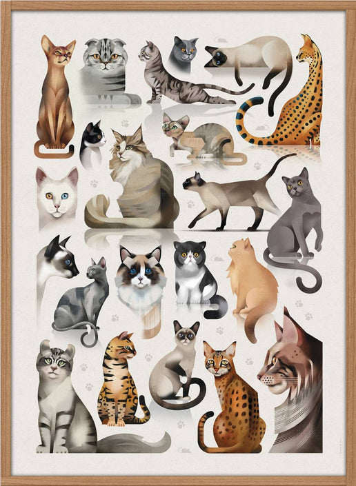 Dieter Braun poster cats 50 x 70 cm framed