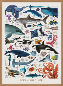 Dieter Braun poster ocean wildlife 50 x 70 cm